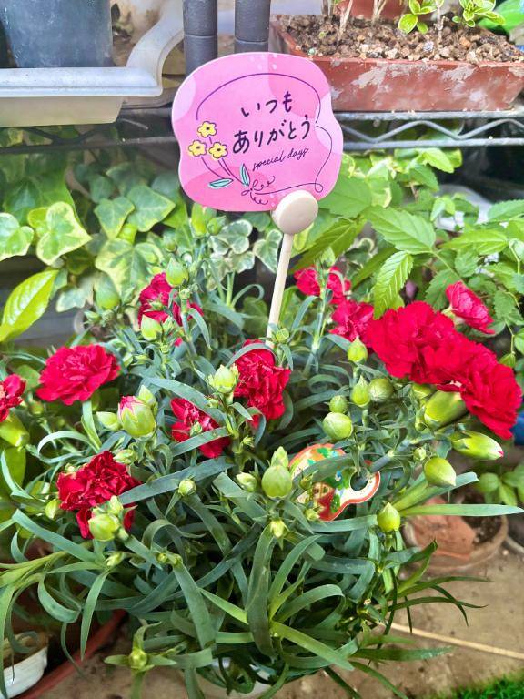 ひなみpicture
